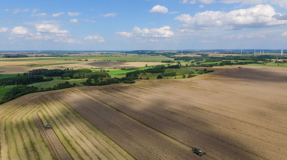 Mähdrescher ernten Raps auf einem Feld. / Foto: Patrick Pleul/dpa/Symbolbild