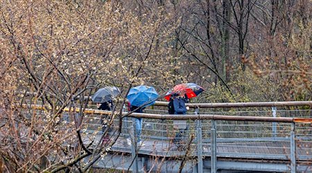 Besucher gehen zum Start der Hauptsaison bei Regenwetter mit Schirmen über den Baumkronenpfad im Nationalpark Hainich. / Foto: Michael Reichel/dpa