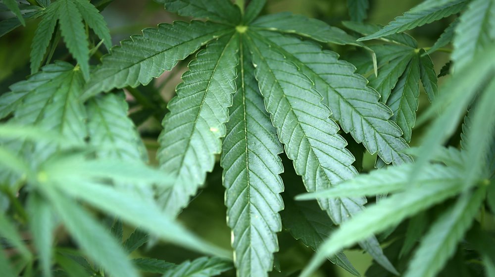 Hanf-Pflanzen (Cannabis) wachsen in einem Garten. / Foto: Oliver Berg/dpa