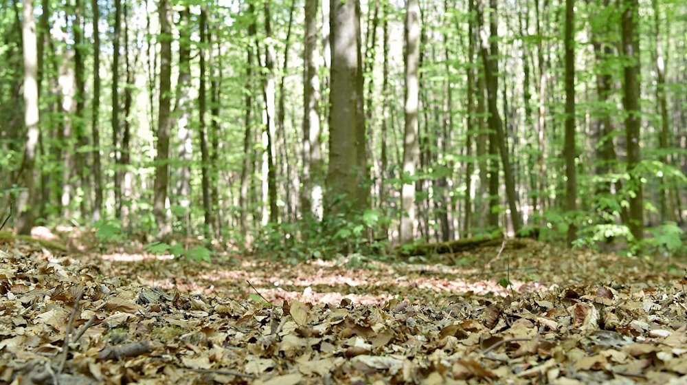 Trockenes Laub liegt in einem Wald in einem Stadtteil von Wuppertal auf dem Boden. / Foto: Caroline Seidel/dpa