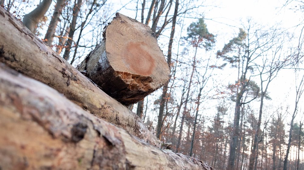 Holz lagert in einem Wald. / Foto: Bernd Weißbrod/dpa