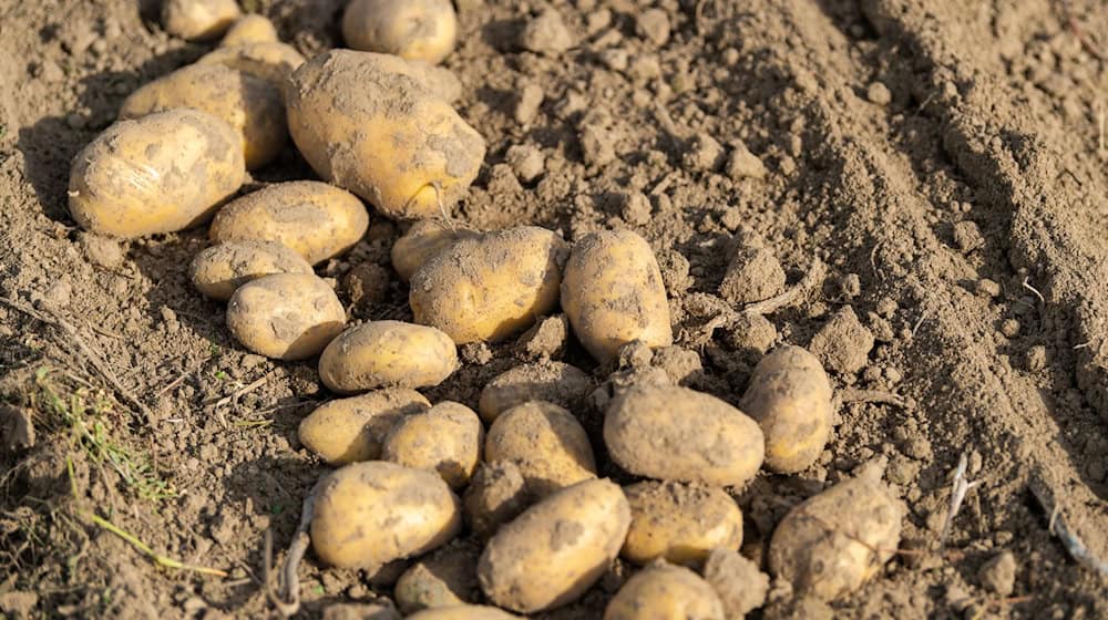 In mehreren Bundesländern sind bestimmte Speisefrühkartoffeln aus den Supermärkten Rewe und Penny zurückgerufen worden. / Foto: Philipp Schulze/dpa/Symbolbild