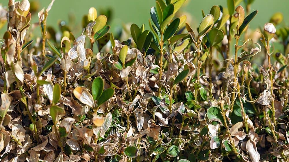 Braune Stellen an einer kleinen Buchsbaumhecke sind die Folgen der Raupe des Buchsbaumzünslers. / Foto: Patrick Pleul/dpa-Zentralbild/dpa