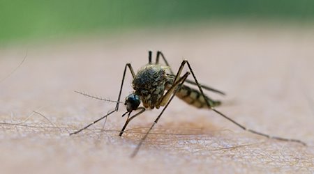 Die Niederschläge zum Jahresbeginn bieten aus Sicht eines Experten gute Voraussetzungen für Stechmücken in Thüringen. / Foto: Patrick Pleul/dpa-Zentralbild/dpa/Archivbild