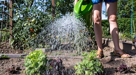 Eine Frau gießt ein Gemüsebeet in einem Kleingarten. / Foto: Hendrik Schmidt/dpa