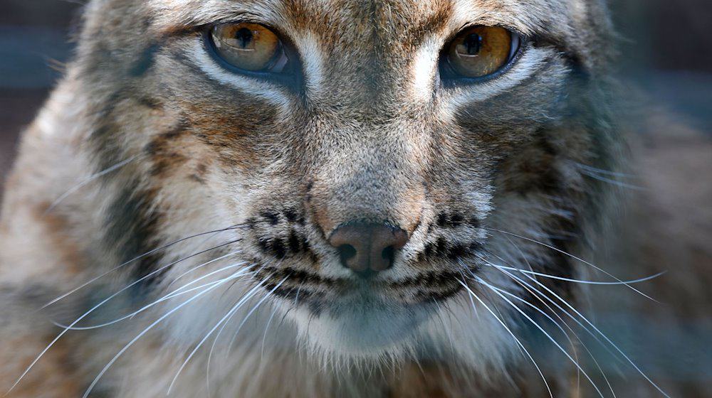 Eine Luchskatze steht in ihrem Gehege im Wildkatzendorf Hütscheroda. / Foto: Martin Schutt/dpa-Zentralbild/dpa/Symbolbild