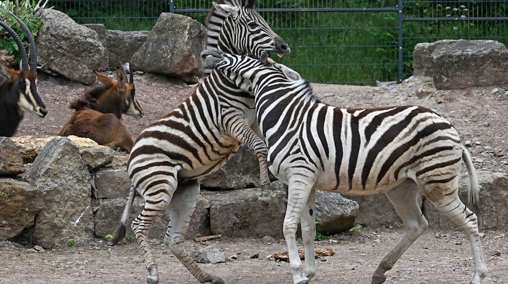 Zebras toben im Gehege im Thüringer Zoopark herum. / Foto: Martin Schutt/dpa