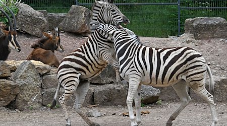 Zebras toben im Gehege im Thüringer Zoopark herum. / Foto: Martin Schutt/dpa