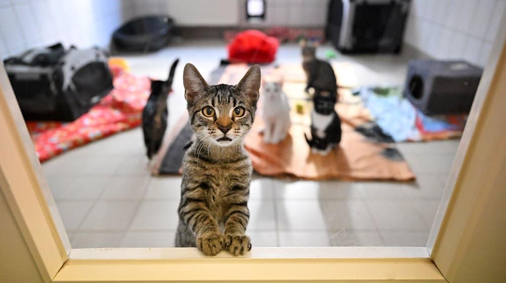 Junge Katzen sind im Tierheim der Stadtwirtschaft Erfurt untergebracht. / Foto: Martin Schutt/dpa