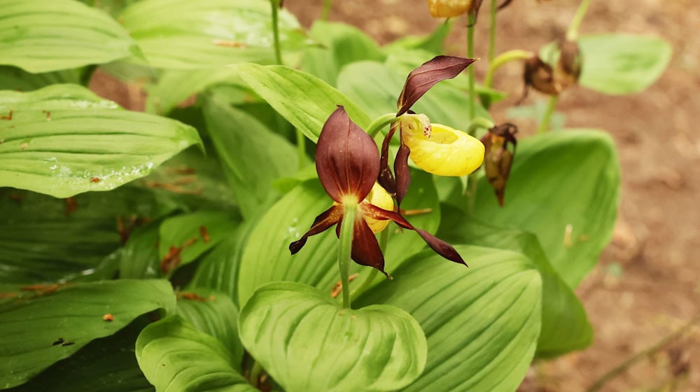 Eine Orchidee blüht in einem Waldstück des Blassenberges. / Foto: Bodo Schackow/dpa