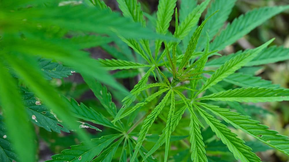 Hanf (Cannabis) wächst in einem Garten. / Foto: Patrick Pleul/dpa