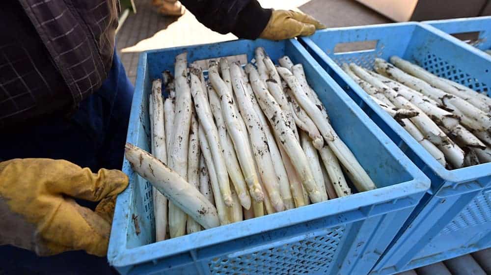 Thüringer Spargel wird auf dem Spargelhof Kutzleben von Erntehelfern zur Verarbeitung entladen. / Foto: Martin Schutt/dpa