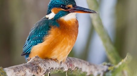 Ein Eisvogel sitzt auf einem Ast über einem Wassergraben und hält Ausschau nach kleinen Fischen. / Foto: Patrick Pleul/dpa/Symbolbild