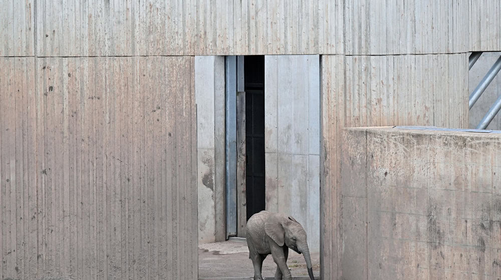 Elefantenmädchen Ayoka kommt am zweiten Geburtstag aus dem Elefantenhaus im Erfurter Zoopark. Ayoka ist Erfurts erstes Elefanten-Kälbchen. / Foto: Martin Schutt/dpa