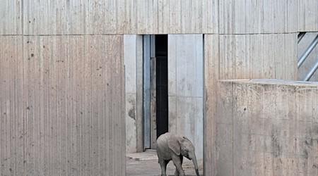 Elefantenmädchen Ayoka kommt am zweiten Geburtstag aus dem Elefantenhaus im Erfurter Zoopark. Ayoka ist Erfurts erstes Elefanten-Kälbchen. / Foto: Martin Schutt/dpa