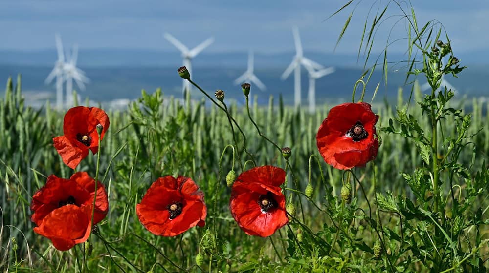 Mohn blüht an einem Feldrand vor Windrädern. / Foto: Martin Schutt/dpa/Symbolbild