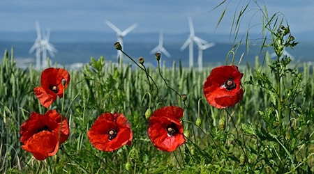 Mohn blüht an einem Feldrand vor Windrädern. / Foto: Martin Schutt/dpa/Symbolbild