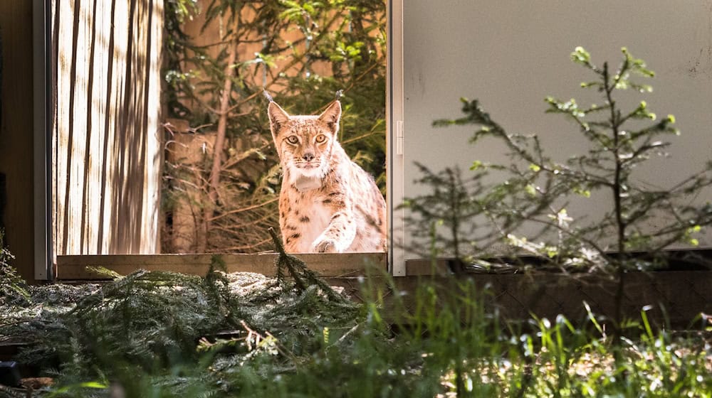 Luchs Viorel wurde am 15. Mai 2024 im Thüringer Wald in die WIldnis entlassen. / Foto: Max Kesberger/WWF/dpa