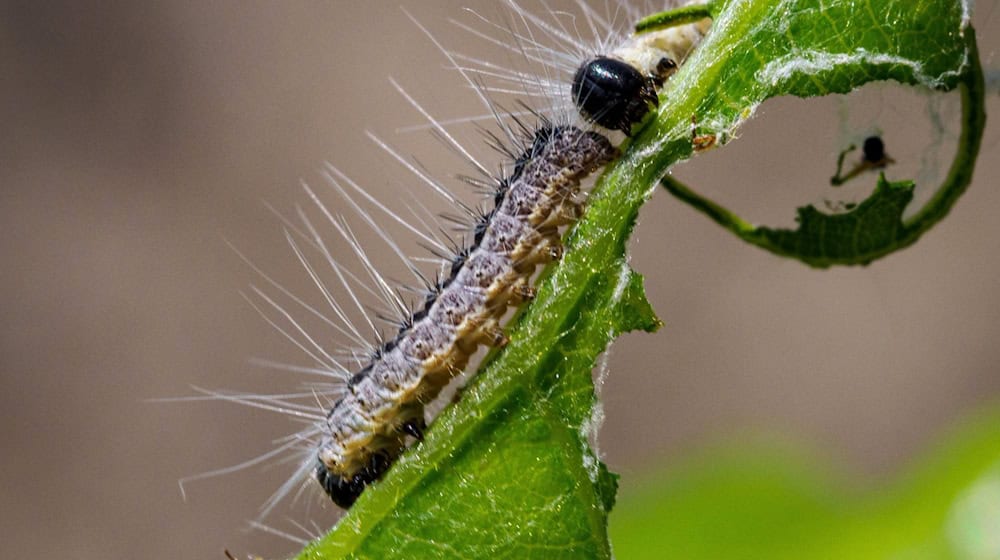 Die Raupen des Eichenprozessionsspinners. / Foto: Soeren Stache/dpa