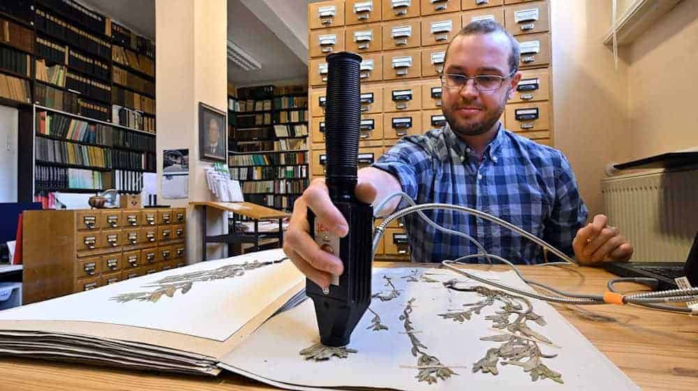 Doktorand Paul Kühn untersucht den Beleg einer Acker-Steinsame aus dem Herbarium Haussknecht. / Foto: Martin Schutt/dpa