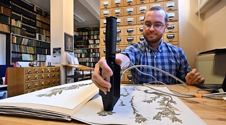 Doktorand Paul Kühn untersucht den Beleg einer Acker-Steinsame aus dem Herbarium Haussknecht. / Foto: Martin Schutt/dpa