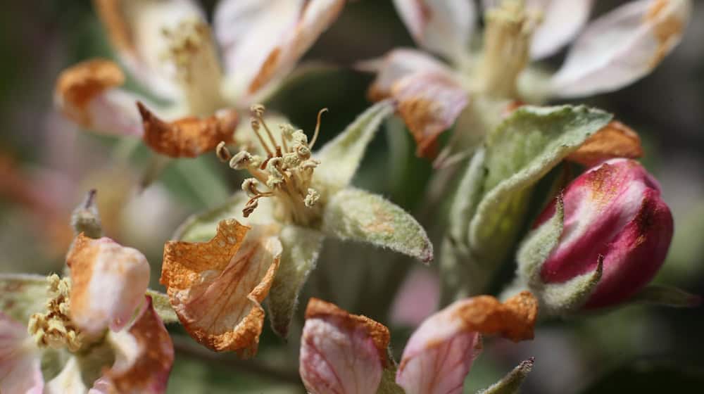 Durch Nachtfrost teilweise bräunlich verfärbt sind die Blütenblätter eines Apfelbaums in einer Plantage. / Foto: Karl-Josef Hildenbrand/dpa