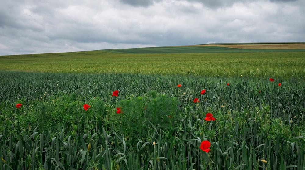 Klatschmohn wächst mit in einem Feld. Am Himmel hängen dunkle Wolken. / Foto: Daniel Vogl/dpa