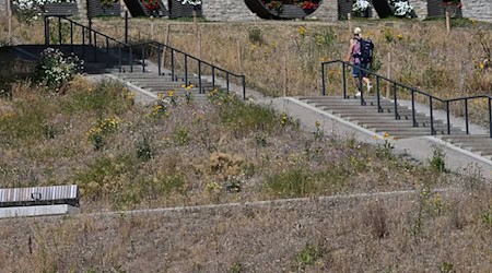 Vertrocknete Blumen und braunes Gras sind am Rande des früheren BUGA-Geländes am Petersberg in Erfurt zu sehen. / Foto: Martin Schutt/dpa/Archivbild