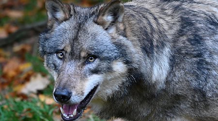 Ein Wolf läuft durch einen Wald. / Foto: Swen Pförtner/dpa/Symbolbild