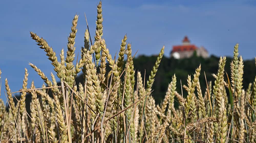 Getreide reift bei strahlendem Sonnenschein nahe der Wachsenburg. / Foto: Martin Schutt/dpa