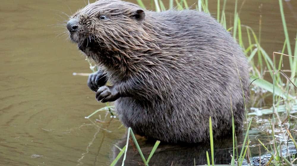 Ein Biber sitzt im Wasser. / Foto: Felix Heyder/dpa/Archiv