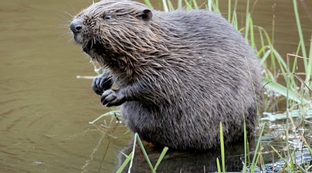 Ein Biber sitzt im Wasser. / Foto: Felix Heyder/dpa/Archiv