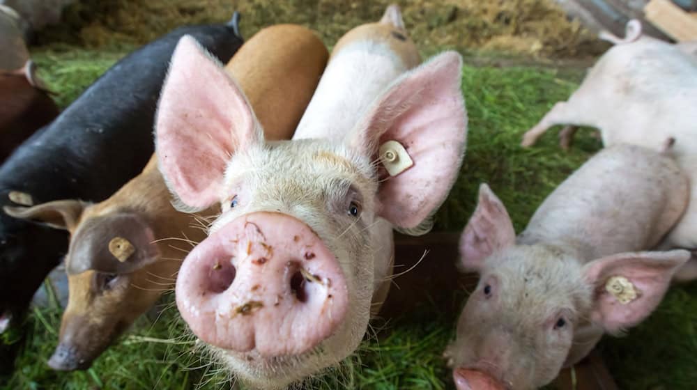 Vor allem in die Schweinehaltung fließt das Geld aus Thüringens Programm zur Tierwohlförderung in Landwirtschaftsbetrieben. / Foto: picture alliance / dpa