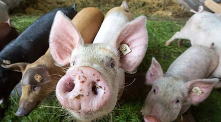 Vor allem in die Schweinehaltung fließt das Geld aus Thüringens Programm zur Tierwohlförderung in Landwirtschaftsbetrieben. / Foto: picture alliance / dpa