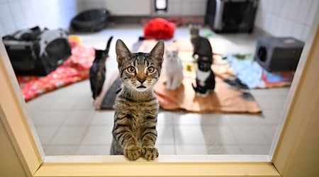 Katzenstreichler sollen die Tiere an Menschen gewöhnen und die Vermittlungschancen erhöhen. (Archivbild) / Foto: Martin Schutt/dpa