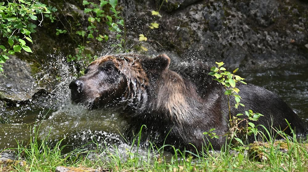 Nach Wochen in der Quarantäne ging es für Braunbär Mykhailo zum ersten Mal ins Freie. / Foto: Martin Schutt/dpa