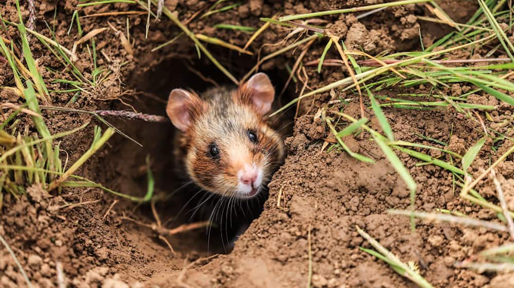 Feldhamster sind in ihrem Bestand bedroht - auch Landwirte setzen sich für ihren Schutz ein / Foto: Oliver Berg/dpa