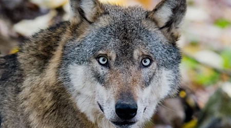 Der Wolf hat es in Thüringen laut Nabu nach wie vor schwer.  / Foto: Julian Stratenschulte/dpa