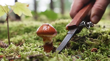 Mit Messer und Korb auf Sammeltour: In Thüringens Wäldern sprießen derzeit reichlich Pilze. / Foto: Bodo Schackow/dpa