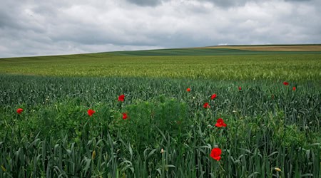 In Thüringen werden in dieser Woche sommerliche Temperaturen und in der Nacht zu Dienstag Gewitter erwartet. (Archivbild) / Foto: Daniel Vogl/dpa