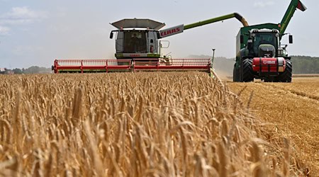Getreide steht in Thüringen auf 336.300 Hektar Feld (Archivbild). / Foto: Martin Schutt/dpa