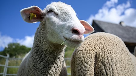 Wunderschönes Wetter, schlechte Nachricht: Ausgerechnet zum Start des Thüringer Schäfertags am Samstag wurde bekannt, dass die Blauzungenkrankheit auch in Thüringen nachgewiesen wurde. / Foto: Hannes P. Albert/dpa