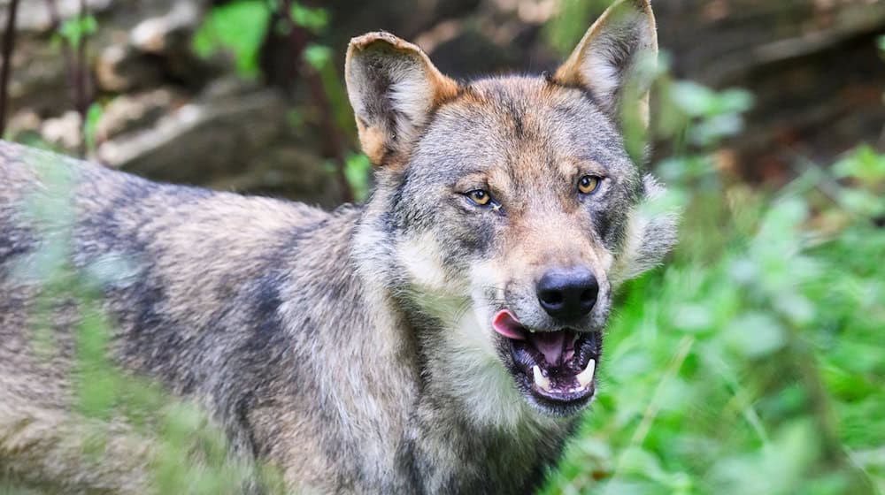 Das Wolfspaar in Neuhaus/Rennweg hat Nachwuchs bekommen. (Archivbild) / Foto: Julian Stratenschulte/dpa