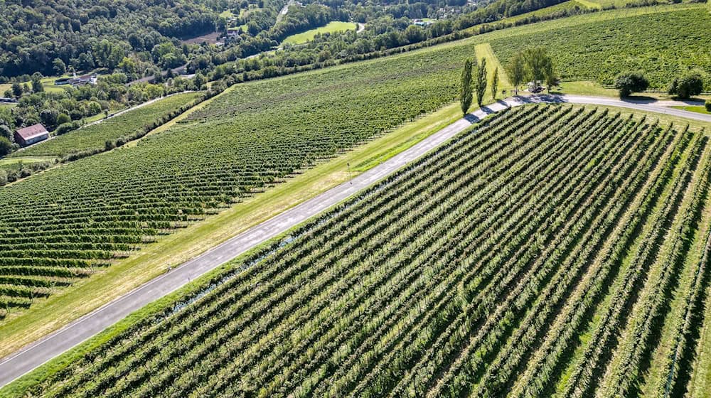 Etwa 130 Hektar Rebflächen zählen in Thüringen zum geschützten Weinanbaugebiet Saale-Unstrut. (Archivbild) / Foto: Jan Woitas/dpa