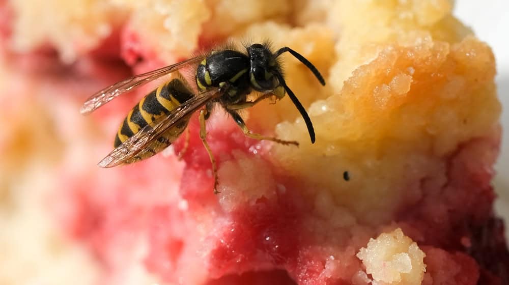 Bei manchen Bäckerein und Eisdielen werden Wespen zur Plage. / Foto: Jens Kalaene/dpa-Zentralbild/dpa