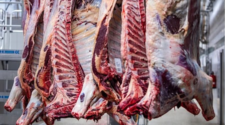 Nachschub für Steaks und Rouladen: In Thüringen wird wieder mehr Fleisch erzeugt (Symbolfoto). / Foto: Jens Büttner/dpa