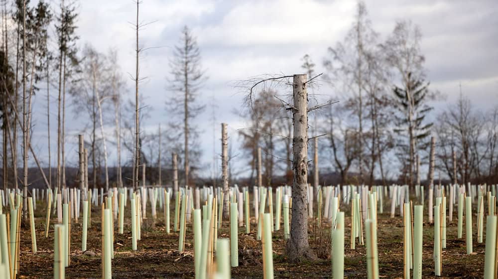 Mehr als zehn Millionen junge Bäume wurden in den vergangenen Jahren in Thüringen neu gepflanzt. (Archivbild) / Foto: Michael Reichel/dpa