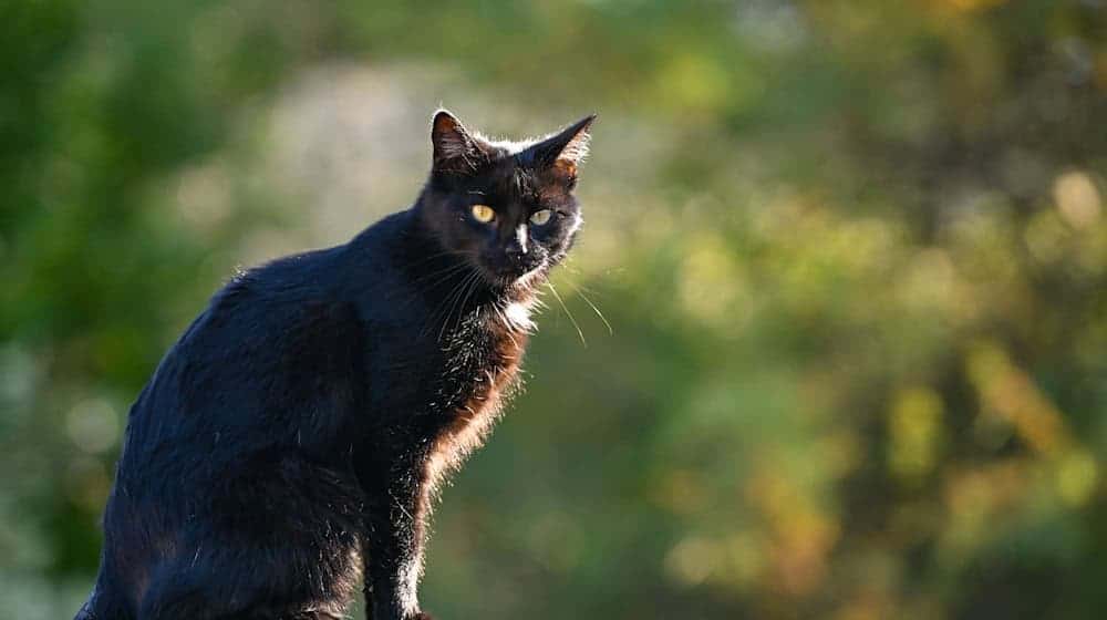 Mit einer landesweiten Kastrationspflicht möchten Tierschützer das Leid von Straßenkatzen verringern. (Archivfoto) / Foto: Patrick Pleul/dpa