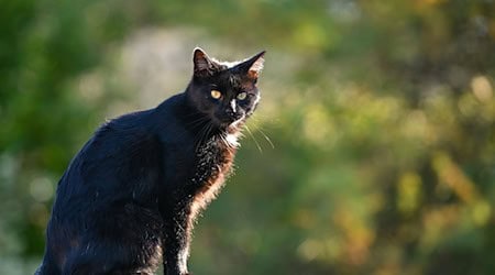 Mit einer landesweiten Kastrationspflicht möchten Tierschützer das Leid von Straßenkatzen verringern. (Archivfoto) / Foto: Patrick Pleul/dpa