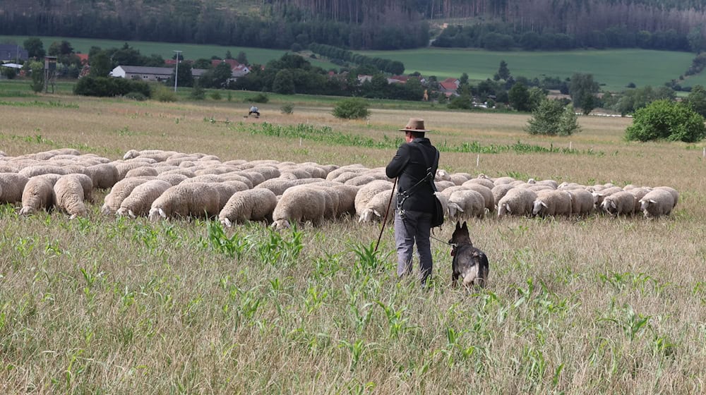 Ein Schäfer mit Hund wacht über seine Herde: So ein Anblick wird immer seltener. (Archivbild) / Foto: Bodo Schackow/dpa